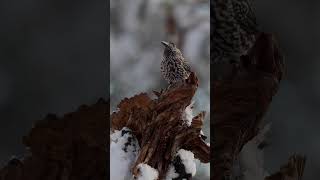 SPOTTED NUTCRACKER nucifraga caryocatactes [upl. by Ardnoet]