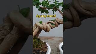 Bonsai Shito Sancang Split trunk [upl. by Ahsiad]