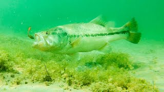 How To Catch Bass With Plastic Worms INSANE UNDERWATER FOOTAGE [upl. by Reeva]