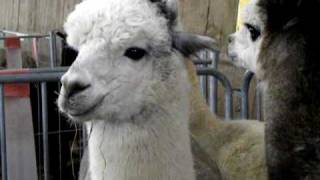 鳴くアルパカ Alpaca 20100418 [upl. by Steinke926]