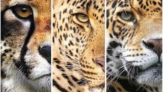 QUAIS AS DIFERENÇAS ENTRE OS GUEPARDOS LEOPARDOS E ONÇASPINTADAS [upl. by Kennie]