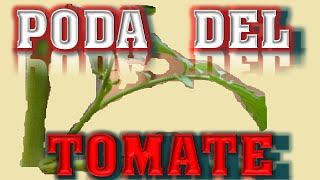 PODA del TOMATE variedad determinada o indeterminada  El ratillo de Juan Valentín [upl. by Buxton892]