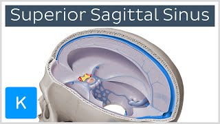 Superior sagittal sinus  Location amp function Human Anatomy  Kenhub [upl. by Ardnasyl353]