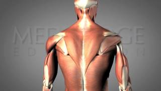 The Hemiplegic Shoulder Video JJ MowderTinney  MedBridge [upl. by Atinus993]