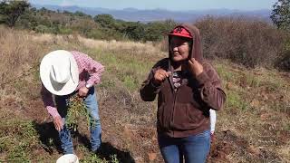 ASI SE CULTIVA EL CACAHUATE O MANÍ parientesdelrancho [upl. by Everest357]