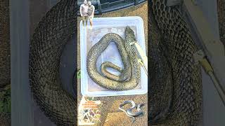 Basking amp soaking Rinkhals Spitting Snake shortsvideo shots reptiles shorts wildlife snake [upl. by Cook]