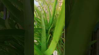 Aloe vera ke fayde 😯यह फुल मिल जाए तोfactsinhindi aloe vera flowers amazingfacts plants shortvideo [upl. by Rina492]