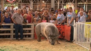 Big Animals  Iowa State Fair 2015 [upl. by Ralyks]