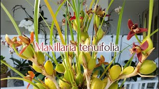 Maxillaria tenuifolia Цветение 2022 [upl. by Solegna]