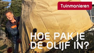 Hoe bescherm je de olijf tegen vorst  Tuinieren  Tuinmanieren [upl. by Gerek]