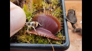 Feeding a Locust to a Purple Venus Flytrap [upl. by Ming]