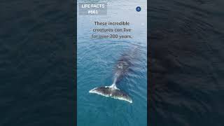 661 200 Years Young The Bowhead Whale The LongestLiving Mammal on Earth [upl. by How73]