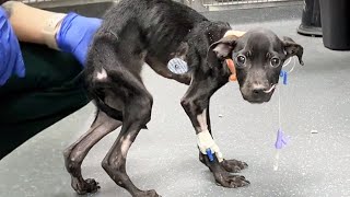 Emaciated Little Dog was Dropped off in a Crate Fortunately He Gets Rescued in Time [upl. by Primrosa]