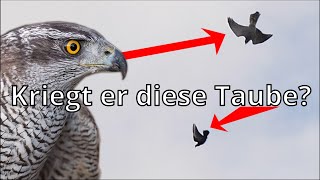 Habicht vs Taube  Raubvogel Angriff [upl. by Beghtol]