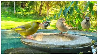 New Zealand Bird Garden [upl. by Einneg]