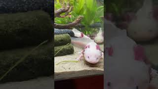 axolotes axolotllove amfibi axolotls amfibi fyp animals [upl. by Kevan]