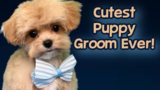 I’m cute Puppy Grooming Tips [upl. by Corella]