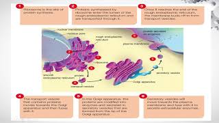 3 52 Extracellular enzyme production [upl. by Llenyt770]