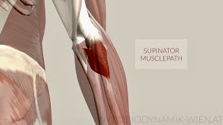 Supinator Muscle Musclepath Origin Insertion 3D Animation [upl. by Devan389]