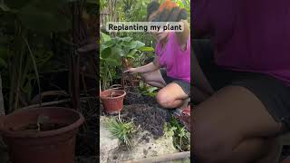 replanting my homalomena plant 🌱 gardening plants contentcreator [upl. by Eal]