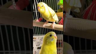 Baby Budgie callingBirds soundschirping shorts [upl. by Asseneg907]