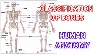 Classification of bones 🤍 types of bones [upl. by Sej]