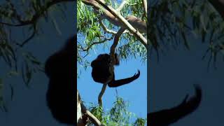 Gibbon Monkey Calling Sounds Northern WhiteCheeked Gibbon Sound Nomascus Leucogenys Sounds [upl. by Philbert]