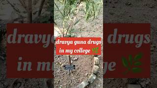 Dravya guna plants in my college 🌿🌺dravyagunaplantseducationshortsbestbamscollegespotingviva [upl. by Augustina]