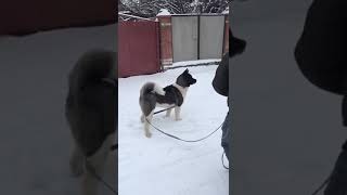 1 American akita vs 7 Dogs [upl. by Banyaz]