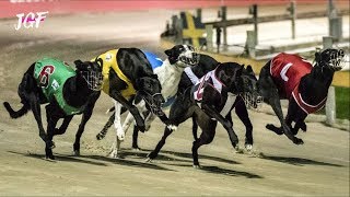 Greyhounds  Dog race  Track racing [upl. by Deryl]