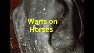 Learn what Equine Warts skin disease on Horses symptoms and treatment information video [upl. by Anoirb]