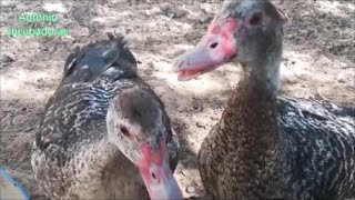 Patos criollos o mudos [upl. by Kayla418]