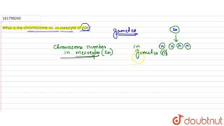 What is the chromosome no in meiocyte of rice   12  REPRODUCTION IN ORGANISMS  BIOLOGY  SA [upl. by Nelan]