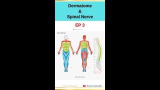 Dermatome and Spinal Nerve EP3 dermatome spinalnerve anatomy orthopedics เส้นประสาทไขสันหลัง [upl. by Klepac]