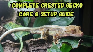 Complete Crested Gecko Care amp Setup Guide [upl. by Enhpad]