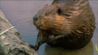 How Do Beavers Build Dams  Nature on PBS [upl. by Octavie]