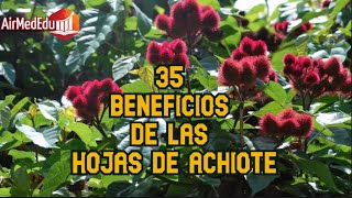 35 Beneficios de las hojas de Achiote [upl. by Debor154]