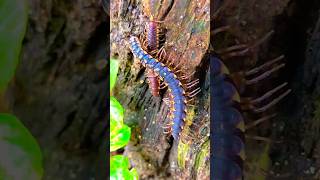 watch local centipede viral shortvideo centipede [upl. by Harewood]