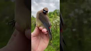 BirdsCedar Waxwing One of the most stylish and elegant birds [upl. by Frey]