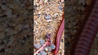 millipedes 008 3millipede nature cuteanimal animals [upl. by Corina]