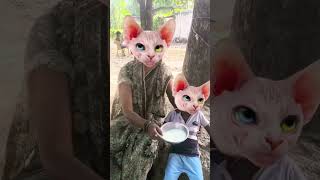 lalla Lori Lalla kare Tamasha 😺😺😺😹😺 laddure funny cat comedy video [upl. by Dwinnell]