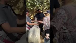 Rescue three houses from the man help horse animals rescue funny shortsfeed [upl. by Hama]