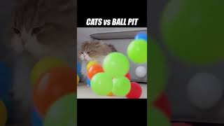 They just keep falling from the sky kittisaurus cats ballpit challenge [upl. by Ainud963]