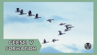 Geese V Formation Natures Ultimate Teamwork [upl. by Oneil590]