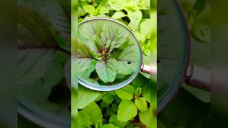 Amaranthus flowering through lenses 😁🏡youtubeshorts nature gardening gardening satisfying [upl. by Claude726]