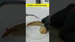 Under microscope viralreelschallenge undermicroscope youtubeviralshorts [upl. by Bruno]