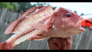 Easiest way to fillet a Red Snapper and snapper throat [upl. by Laohcin530]