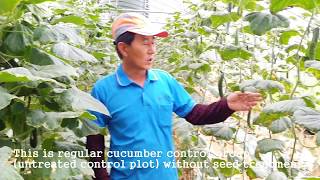 Eng Seed Treatment  CGMMV Control 3 [upl. by Hajile979]