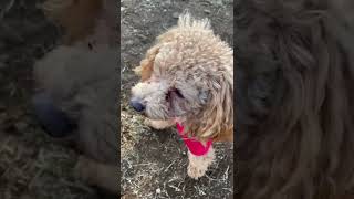 Toy Poodle Barking 3 dog doglover Poodle [upl. by Range]