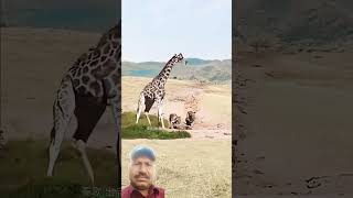 Giraffe successfully escapes from li lionvsgiraffe animals [upl. by Ibrik]